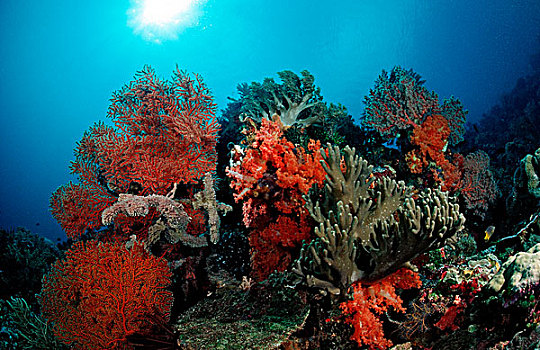 珊瑚礁,软珊瑚,低等腔肠动物,科莫多国家公园,印度洋,印度尼西亚
