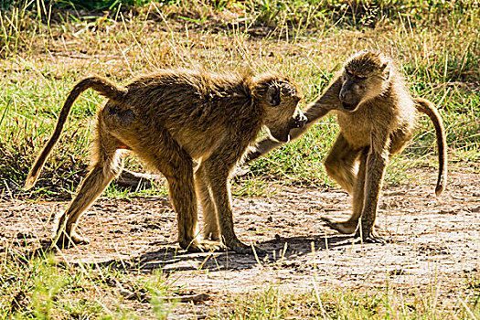 非洲,肯尼亚,安伯塞利国家公园,黄狒狒
