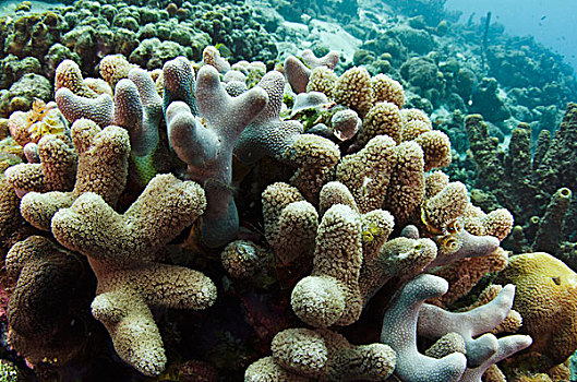 手指,珊瑚,博奈尔岛,荷属安的列斯,加勒比