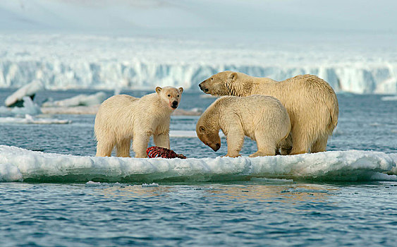 北极熊,小动物,女性,进食,畜体,捕获,海豹,浮冰,斯瓦尔巴特群岛,挪威,北极,欧洲
