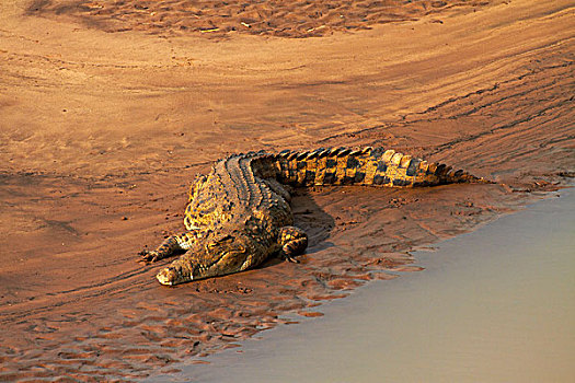 鳄鱼,尼罗鳄,克鲁格国家公园,南非