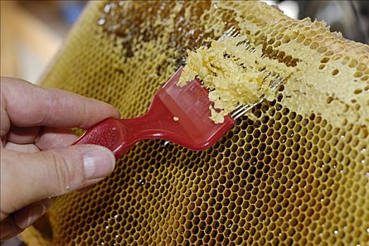 养蜂人,蜂窝,进入,蜂蜜