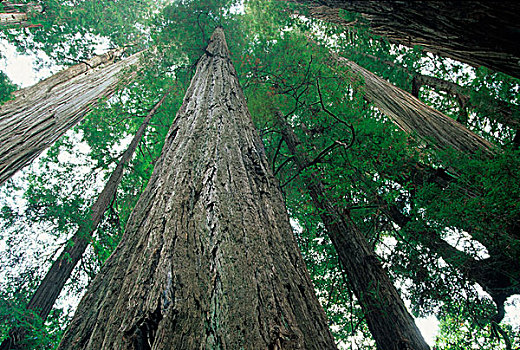 加利福尼亚,红杉,看,向上,州立公园,美国