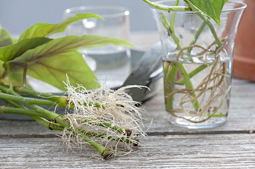 盆栽植物,秋海棠