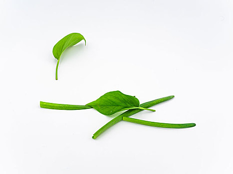 绿叶植物纯天然素材