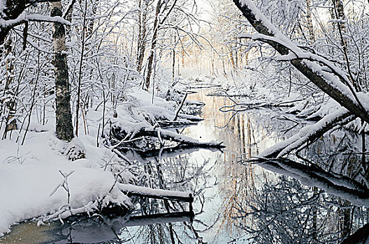 小河,童话,雪,树林,冬天,早晨