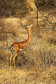 非洲瞪羚,瞪羚,长颈羚,女性,站立,灌木,公园,肯尼亚