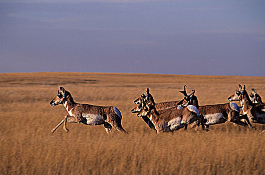 叉角羚,北美叉角羚,跑,荒地国家公园,南达科他,美国
