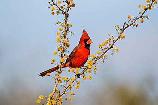 主红雀,雄性,栖息,盛开,树