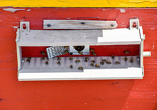 蜜蜂,飞虫,入口,蜂窝,托盘,洞