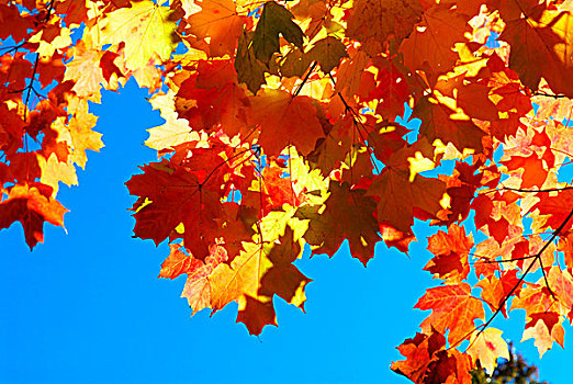 红色,秋天,发光,枫树,蓝天背景