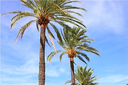 棕榈树,马略卡岛,西班牙,巴利阿里群岛