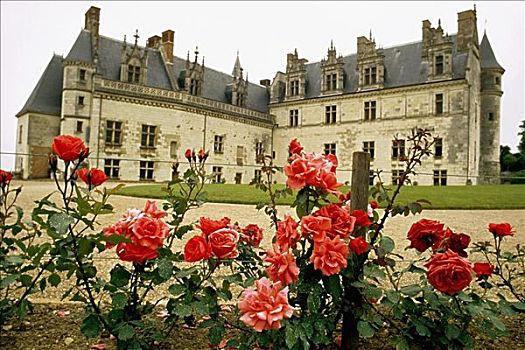 仰拍,卢瓦尔河谷,城堡,远眺,花卉栽培,玫瑰,植物,昂布瓦斯,法国