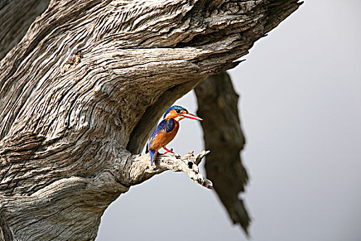 孔雀石,翠鸟,国家公园,坦桑尼亚