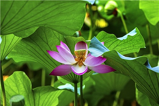 粉色,莲花,雄蕊,特写,北京,中国