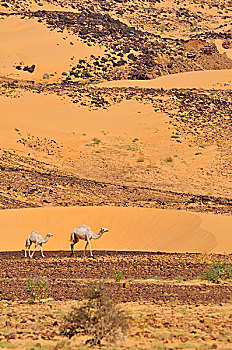 单峰骆驼,沙漠,阿德拉尔,区域,毛里塔尼亚,非洲