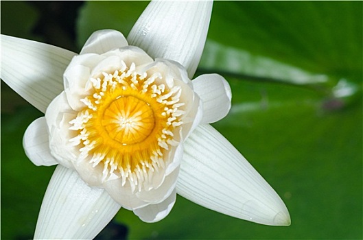 白色,莲花