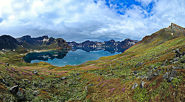 长白山天池高山花卉