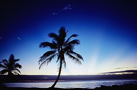 斐济,海龟,岛屿,海滩,棕榈树,日落