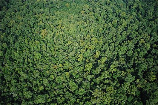 原生态,红树林,三角洲,毁坏,2001年,虾,耕作,东方,加里曼丹,印度尼西亚