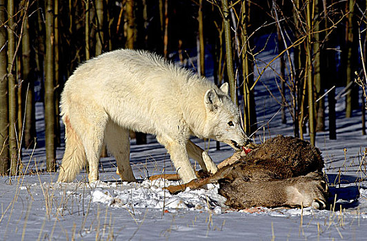 北极狼,狼,成年,吃,落基山,麋鹿,阿拉斯加