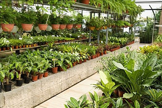 植物,温室