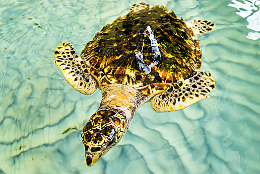 绿海龟,盆,海龟,圣文森,格林纳丁斯群岛,西印度群岛