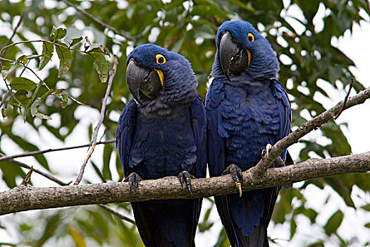紫蓝金刚鹦鹉,一对,潘塔纳尔,巴西