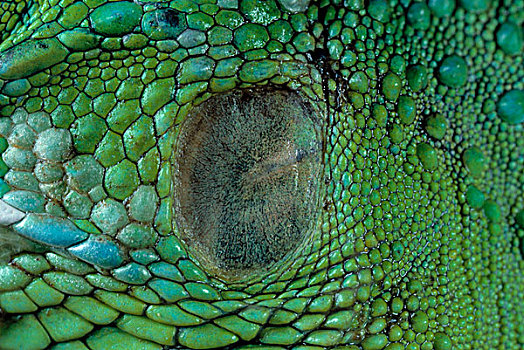绿鬣蜥,耳,膜