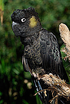 澳大利亚,昆士兰,黑色,美冠鹦鹉