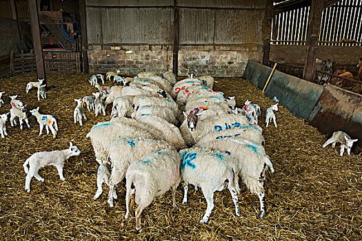 羊群,诞生,羊羔,蓝色,数字,涂绘,站立,厩,稻草