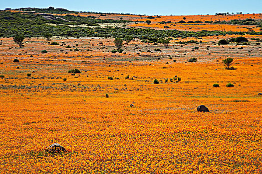 南,纳马夸兰,橙色,花,国家公园