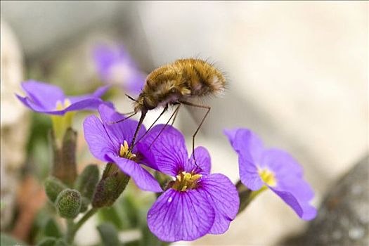 蜜蜂,飞行,花