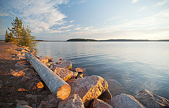 老,原木,躺着,海岸,湖,芬兰