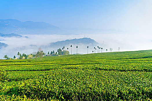 高山茶园