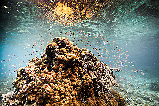珊瑚,山丘,围绕,鱼,下方,水,四王群岛,西巴布亚,印度尼西亚
