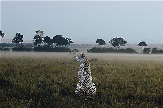 印度豹,马塞马拉野生动物保护区,肯尼亚