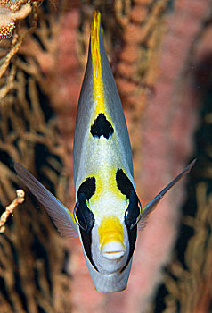 印度尼西亚,四王群岛,正面,黄色蝴蝶鱼