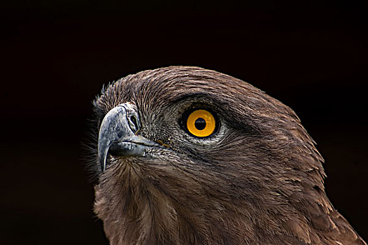 褐色,蛇,鹰,彼得马里茨堡,南非