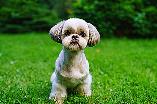 西施犬,狗,短小,发型,头像,绿色,草坪,背景