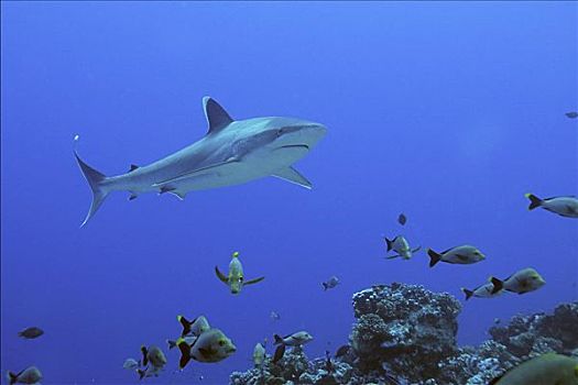 银鳍鲨,太平洋,朗日劳阿岛,玻利尼西亚