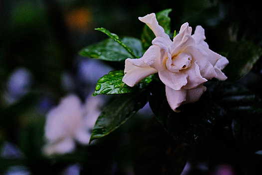雨天的栀子花