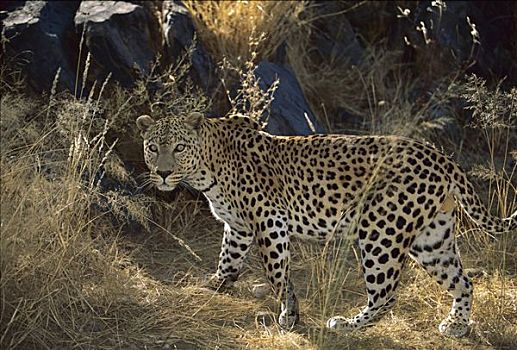 豹,移动,草,埃托沙国家公园,纳米比亚