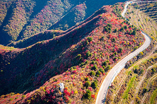 河南三门峡,满山红叶层林尽染