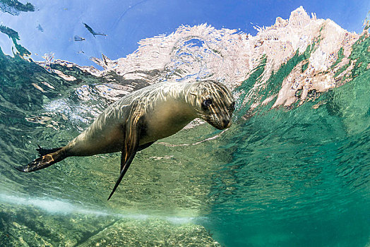 加州海狮,墨西哥,中美洲