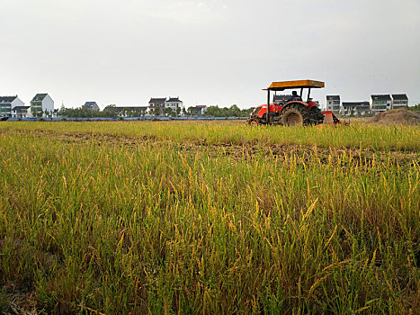 田园风光,白鹭,农耕