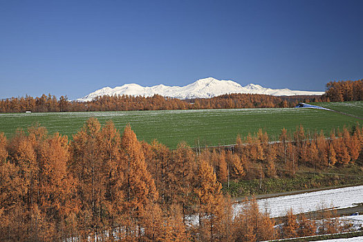 落叶松属植物,木头,山