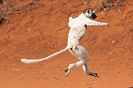 跳舞,维氏冕狐猴,白色,马达加斯加狐猴,马达加斯加,非洲