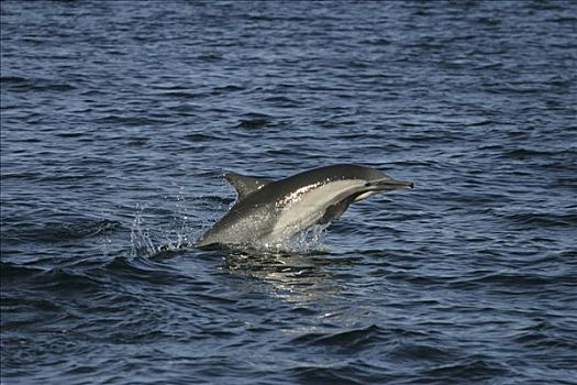 真海豚,海豚,跳跃,水,科特兹海,北下加利福尼亚州,墨西哥