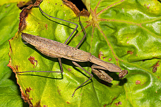 螳螂,雌性,雨林,国家公园,马达加斯加,非洲